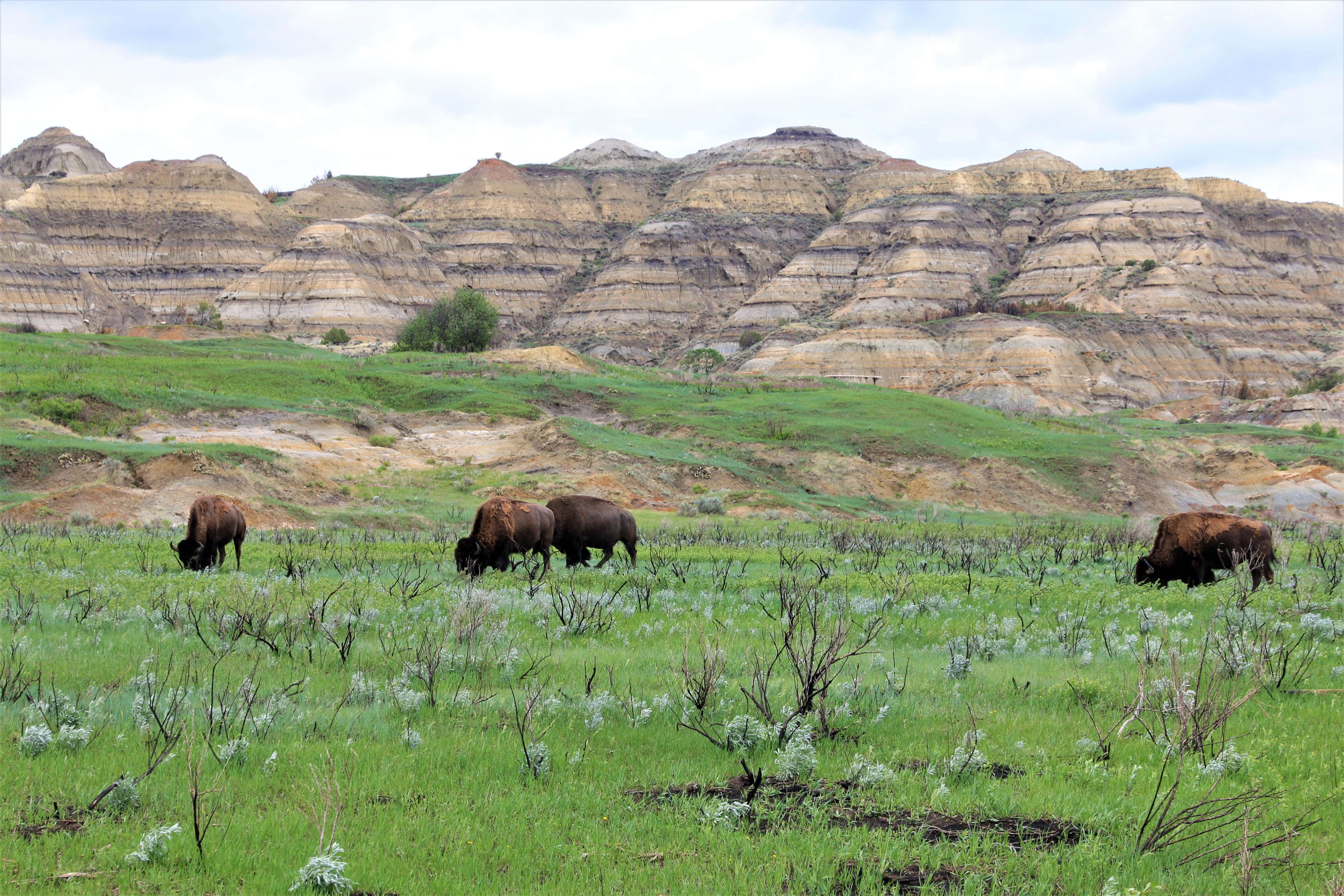 Theodore Roosevelt NP